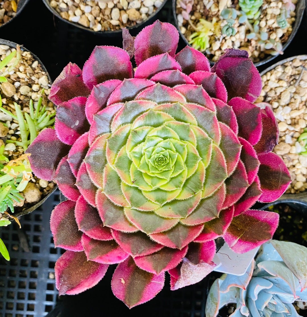 多肉植物アエオニウム錦❤カルミン*エメラルド錦❤️