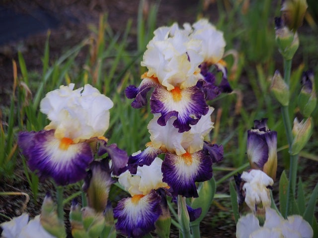 2022 ジャーマンアイリス（2） | 北国のスイセン栽培日記