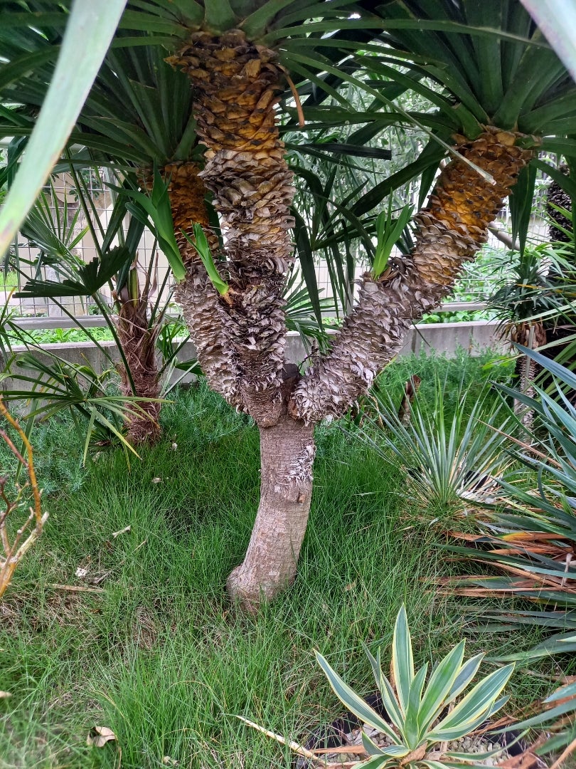 ユッカグロリオサvar.トリスティスの分頭 | ドライガーデン&金魚