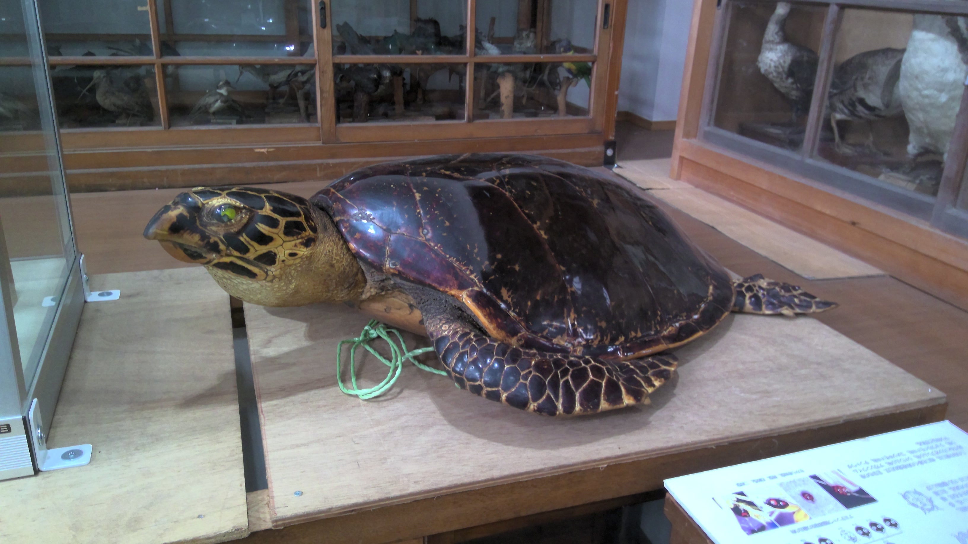 タイマイという亀について | 信州大学自然科学館へようこそ！