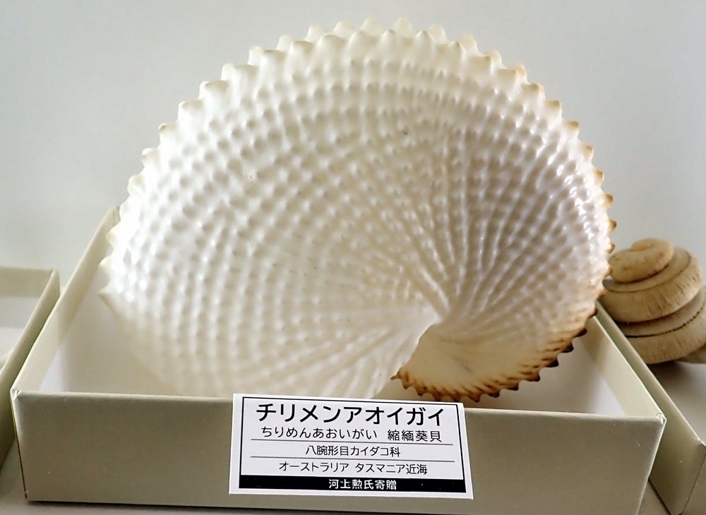 萩博で見た貝たち | 近くの彼方から