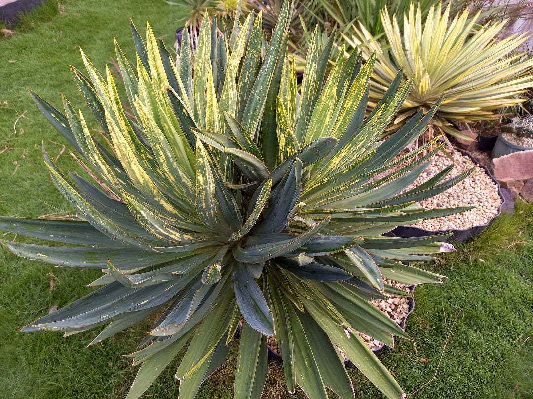 ユッカグロリオサ散り斑 | ドライガーデン&金魚