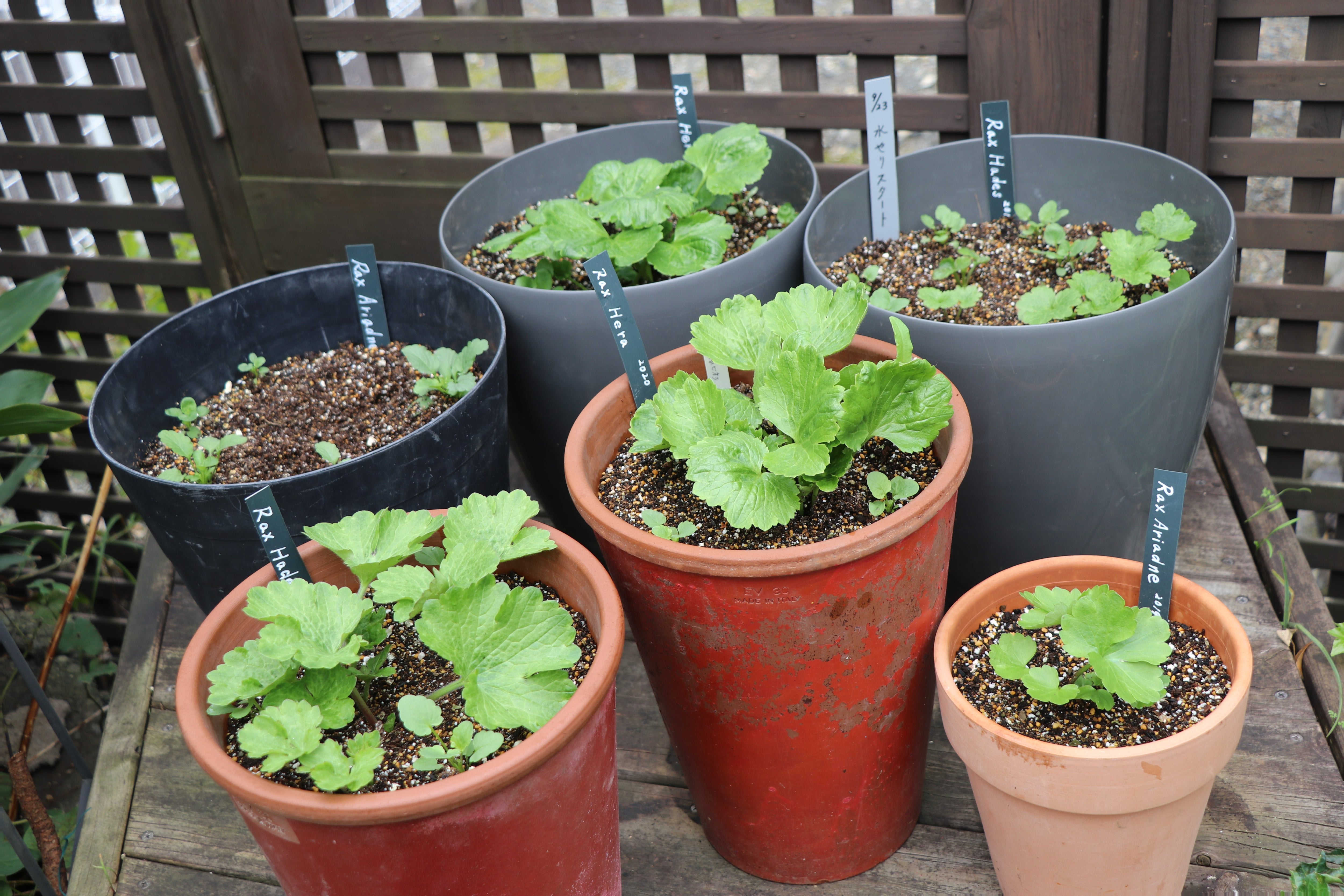 ラナンキュラスラックスのドキドキな芽出し＆ビオラが開花ラッシュ