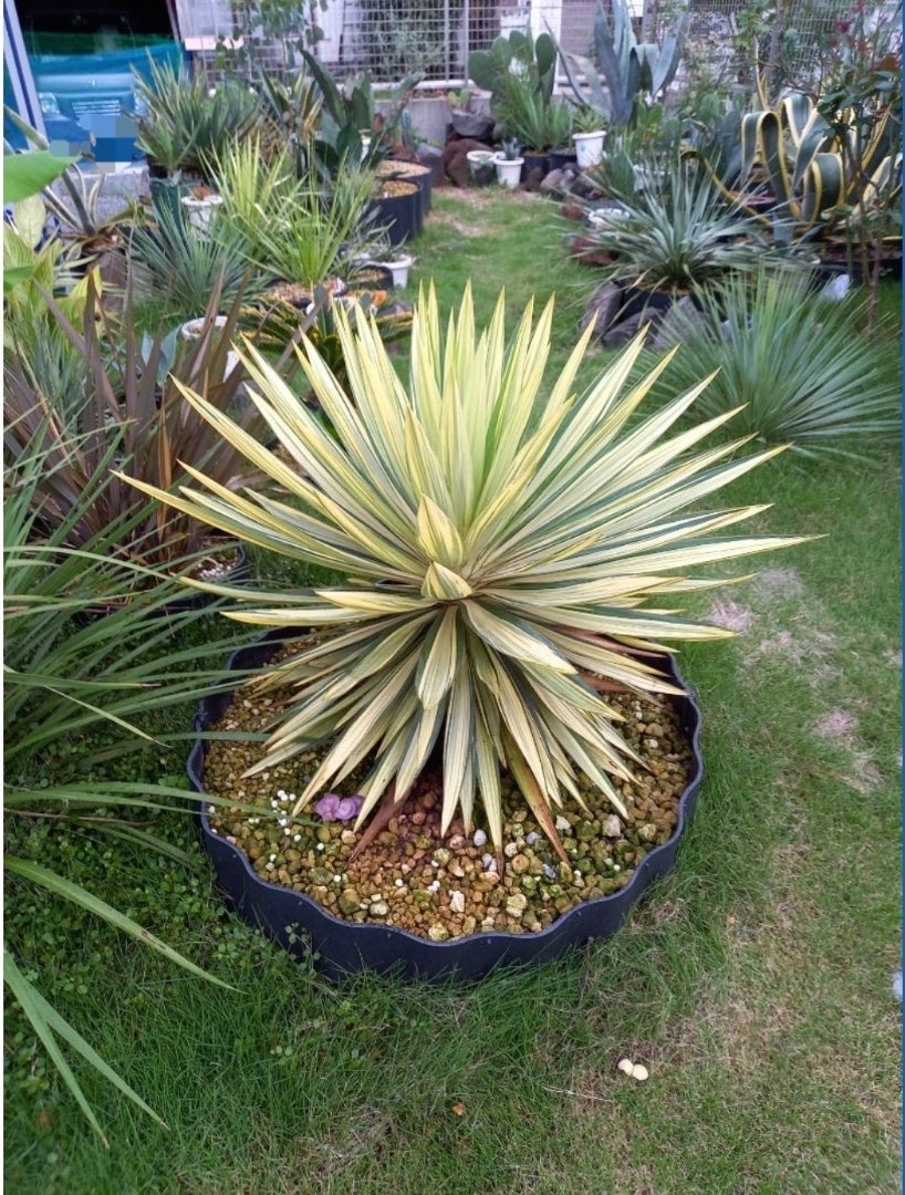 剪定祭り④ ～ユッカ グロリオサ ライジングサン～ | ドライガーデン&金魚