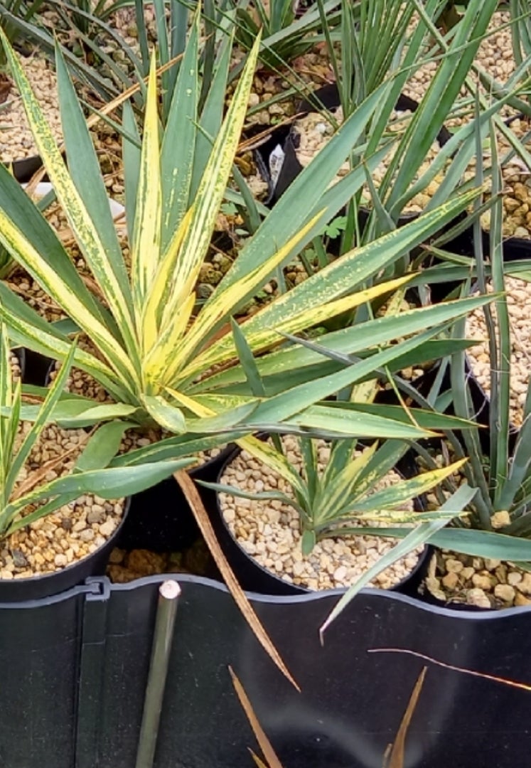 ユッカグロリオサ散り斑 | ドライガーデン&金魚