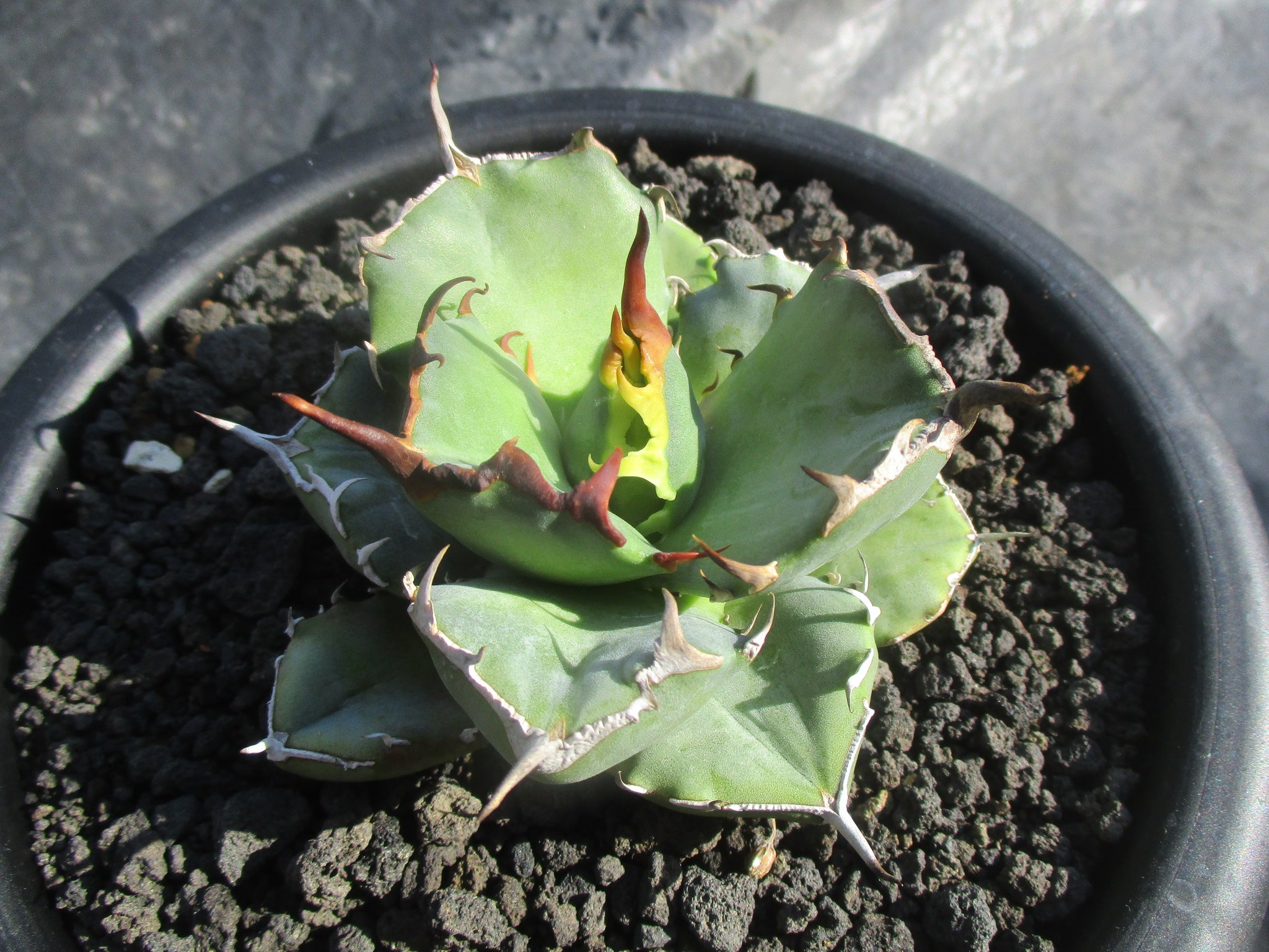 アガベ好きのねこ様 イイコレ➁2/2：『イイモノコレクション22年冬