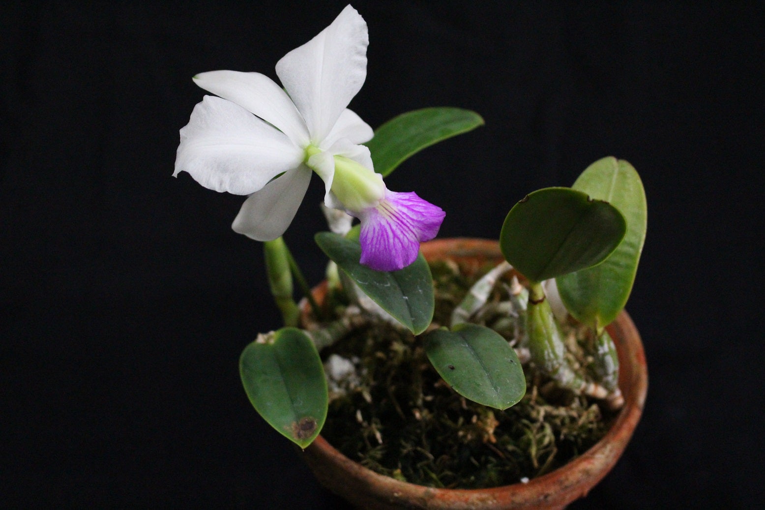 カトレア ワルケリアナ | マンション洋蘭