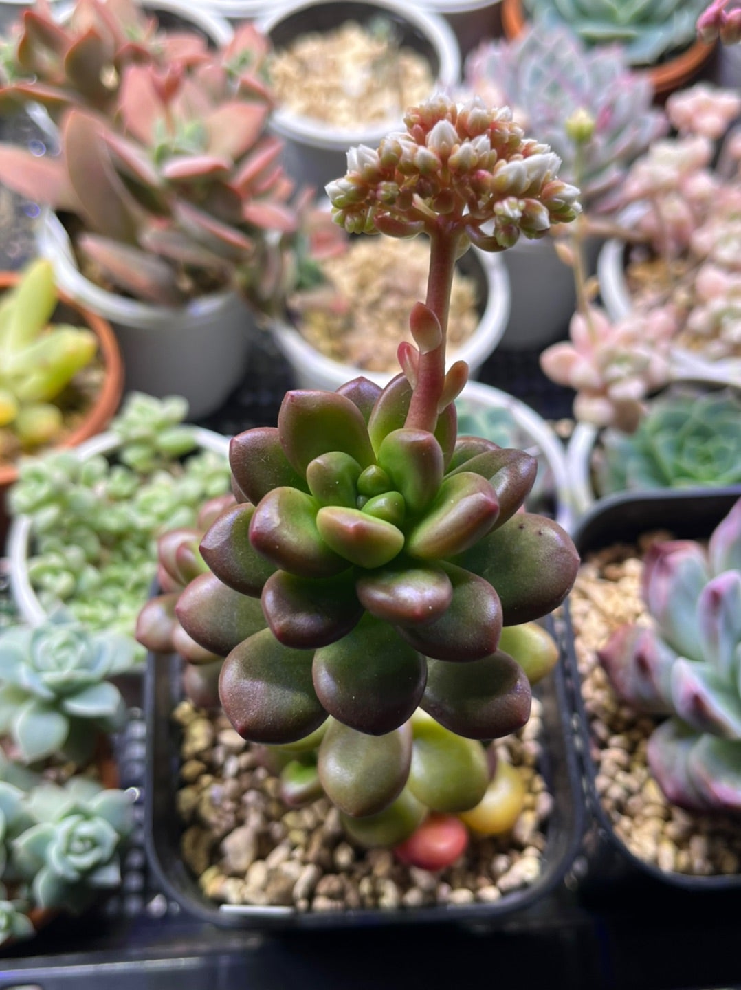 葉挿しっ子達 クラッスラ 早い春 | 無職インセクトの多肉&アクアリウム