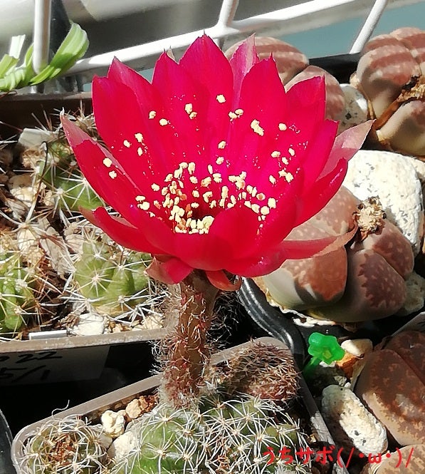 春の開花が始まりました♪( ﾉ^ω^)ﾉ・9・ロビビア属類特集♪ | うちの