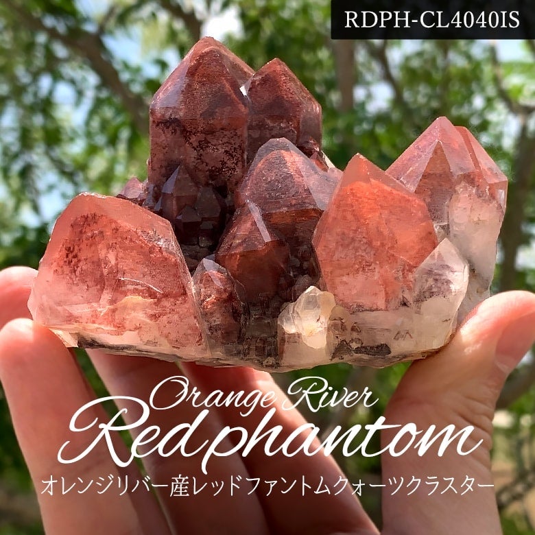 8/7新着情報☆開運 “赤富士” オレンジリバー産レッドファントム