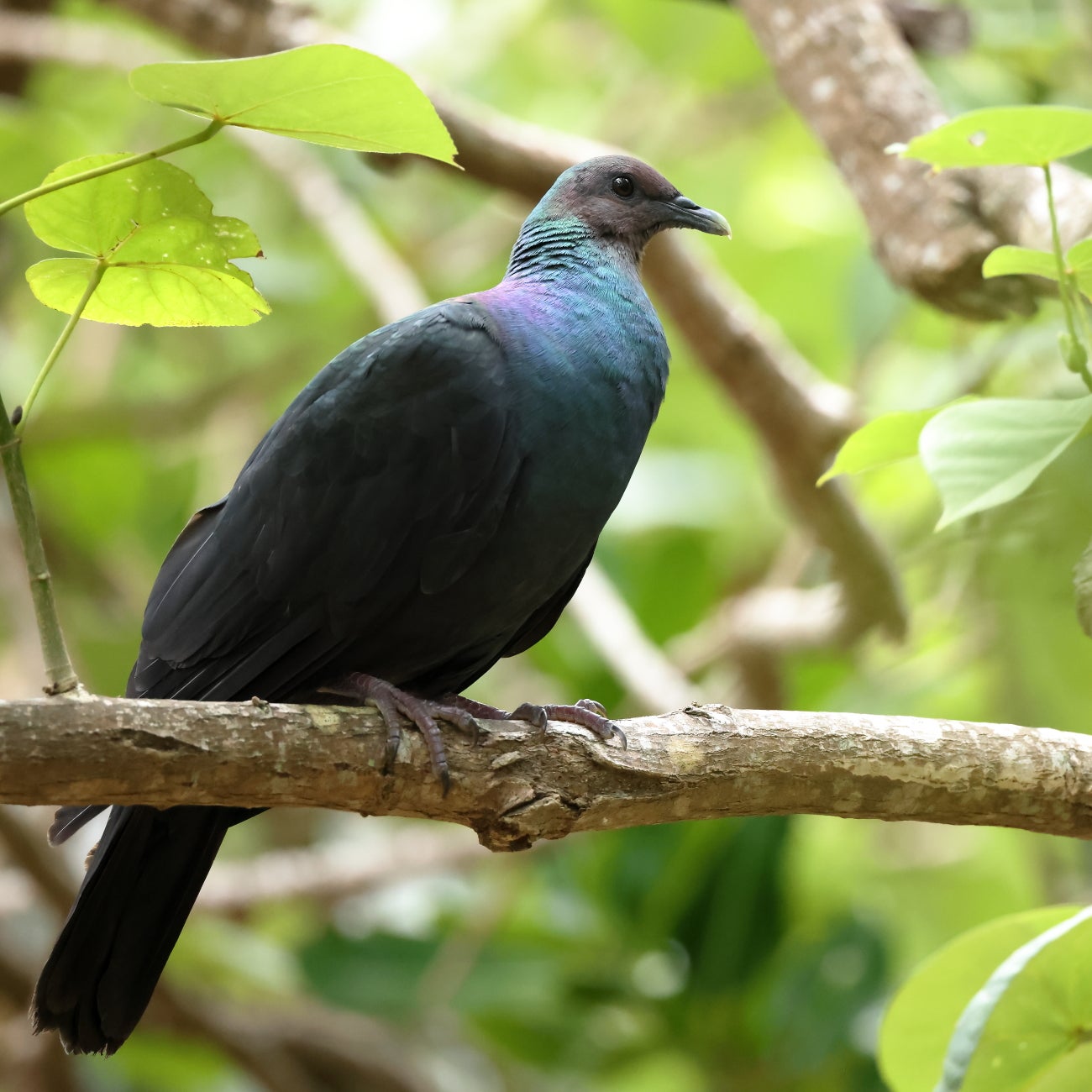 日本の野鳥#06-02】亜種アカガシラカラスバト（Japanese Wood Pigeon