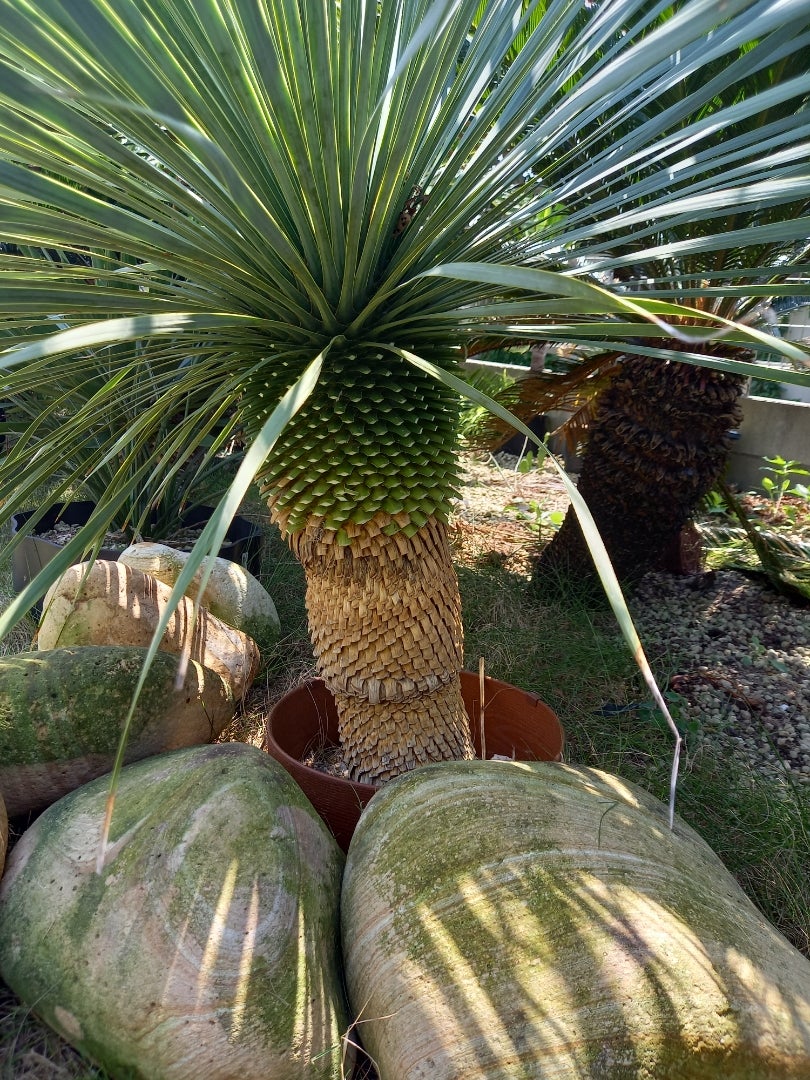 ロストラータ成長記録 ダイジェスト！ | ドライガーデン&金魚