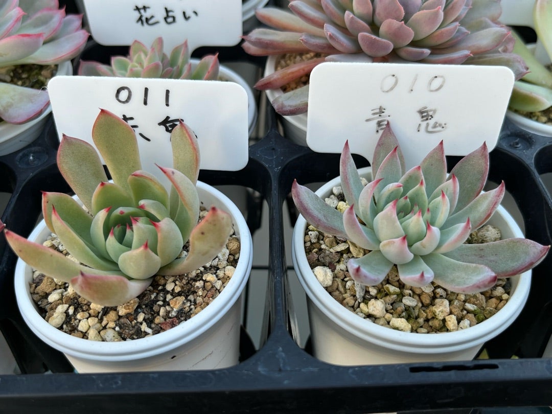 011【赤鬼】おらいさん苗 ミックスベリア 成長記録 多肉植物 | みどり