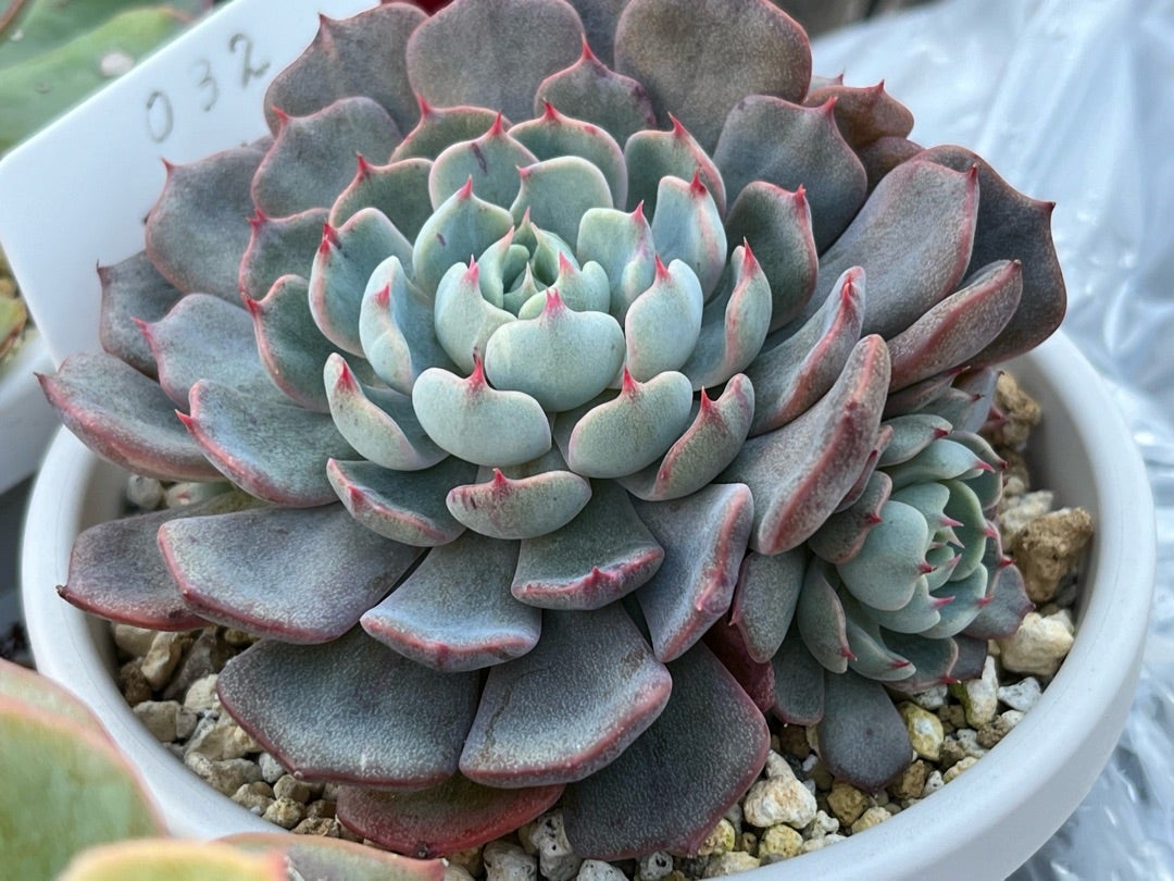 032【眠り姫】ミックスベリア おらいさん 成長記録 多肉植物 | みどり