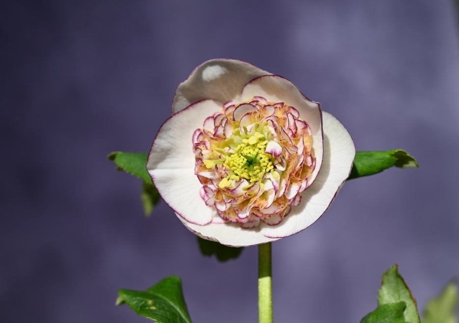 本日更新のクリスマスローズです。 | クリスマスローズ専門店きたむら