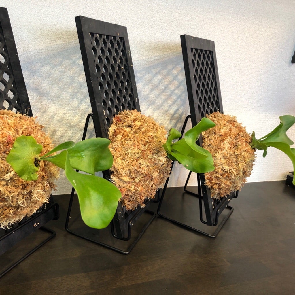 ヒリードラゴン⑦ 板付け | Pachytycedium