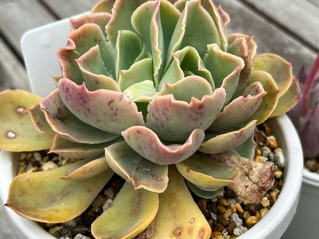 ①おらいさん苗ミックスベリアまとめ図鑑完全版 2024年コンプリート