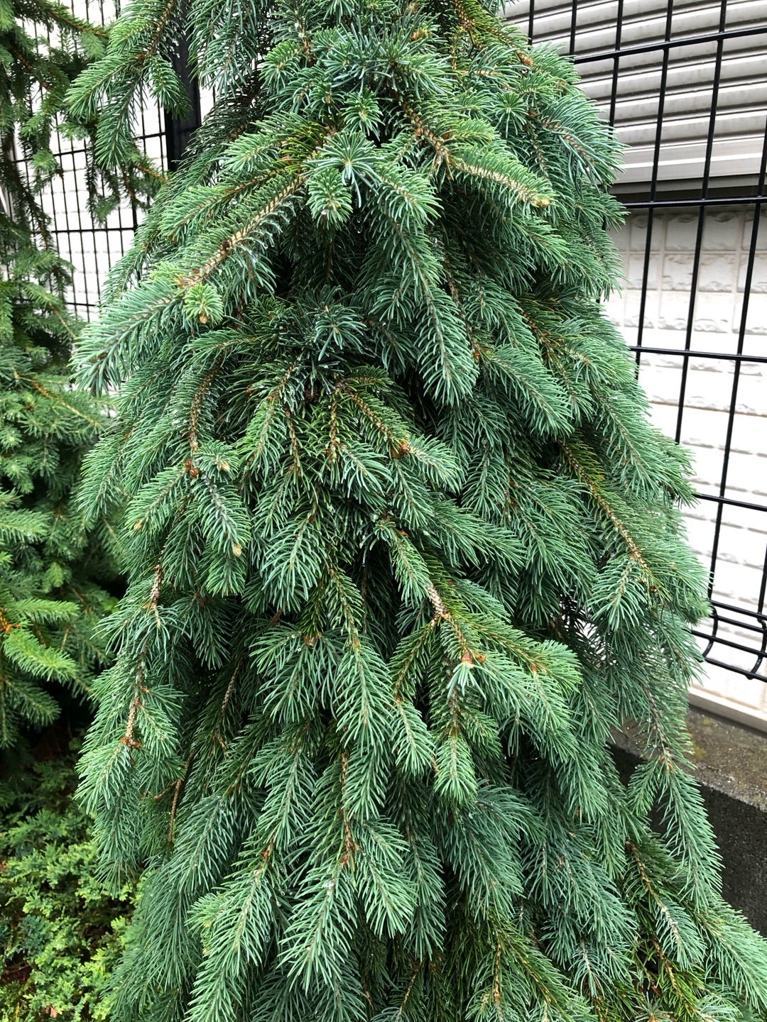 カナダトウヒ「ペンデュラ 」の今 | dukeのコニファー&陶芸ブログ