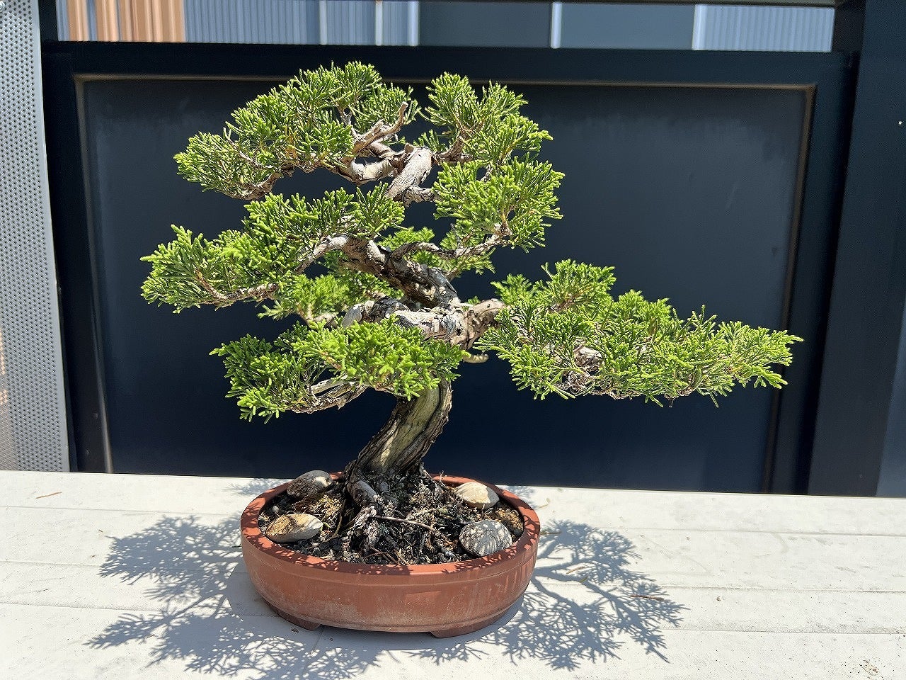 途中双幹真柏の姿出しと腰高真柏 | Vintage Bonsai 〜盆栽＆北欧