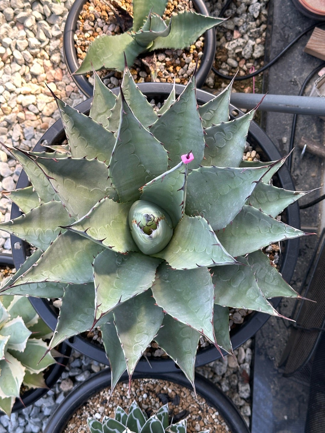 我が家のパリー ネオメキシカーナ あと、子株ちょっと植え替えたり