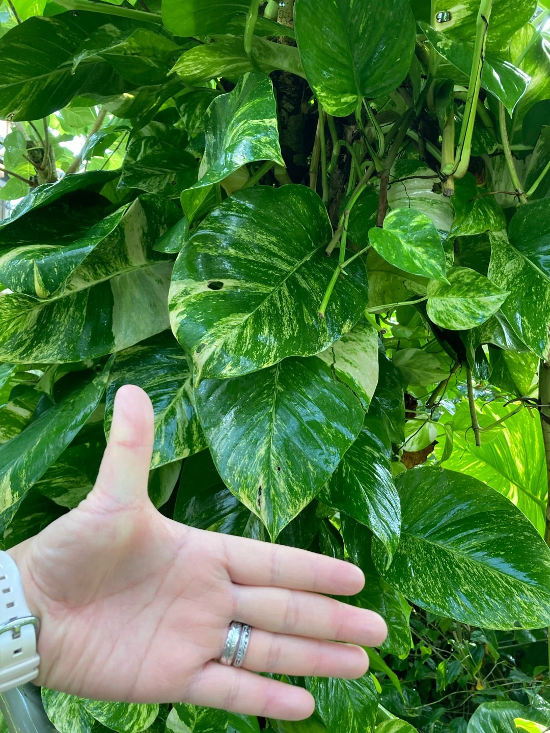 モンステラ！？ポトス！？ | Hawaiian Plant Notes