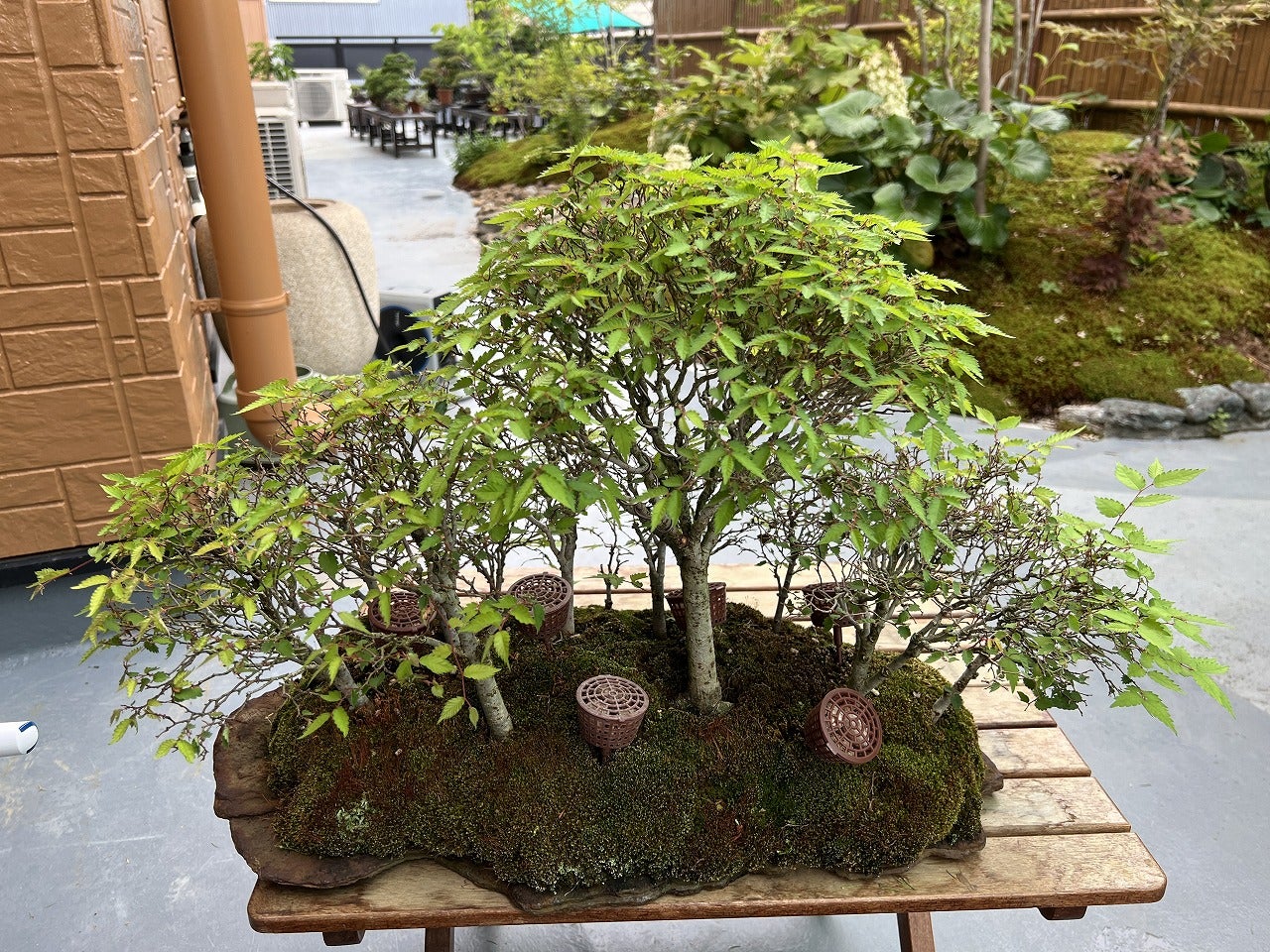石付きケヤキ寄せ植えの葉刈り後 | Vintage Bonsai 〜盆栽＆北欧