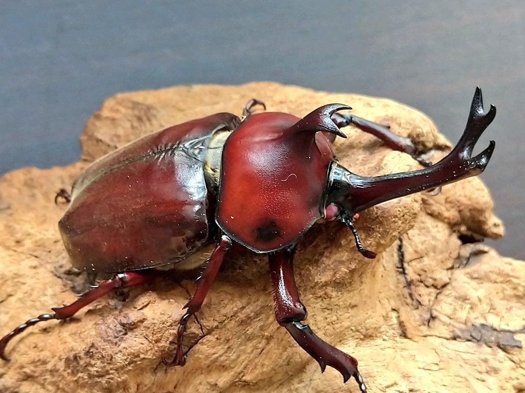 ピンクアイのカブトムシが活動を開始しました | kuwa-yanagawaの