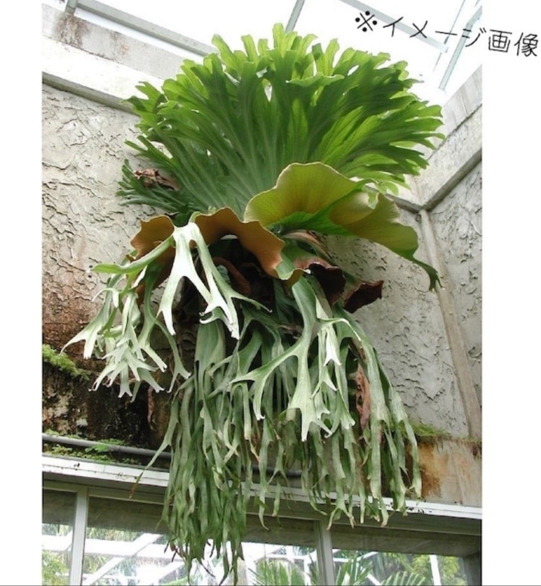 ビカクシダ グランデの板付け | grow plants 〜いつも一緒に〜