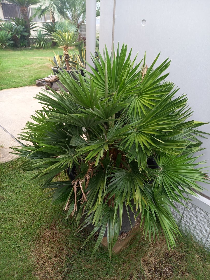 チャメロップス | ドライガーデン&金魚