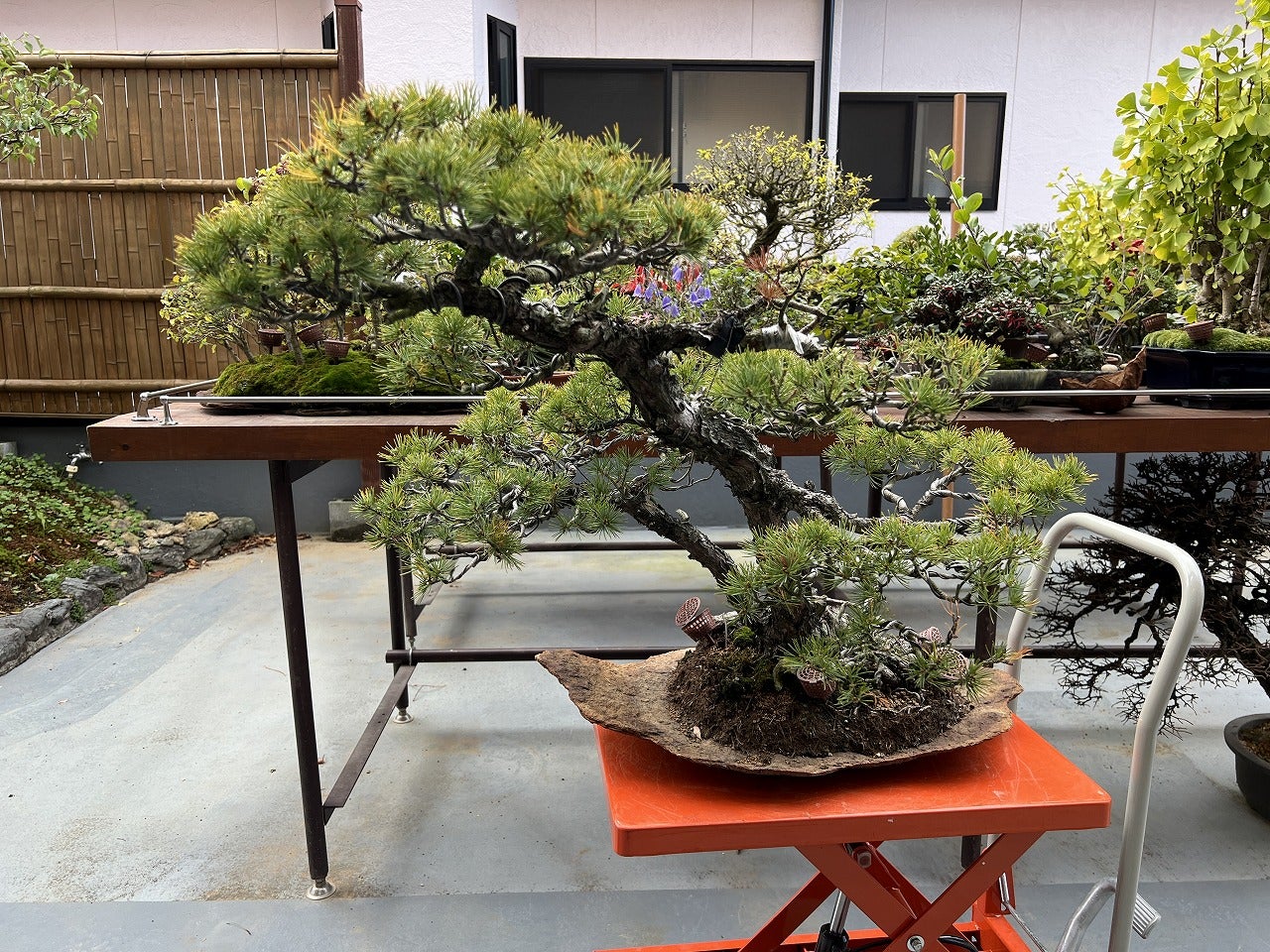 双幹の石付き五葉松の用土 | Vintage Bonsai 〜盆栽＆北欧ヴィンテージ〜