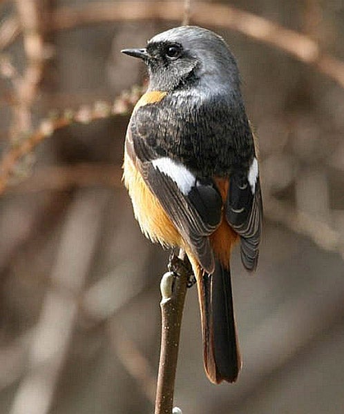 バードカービング；ジョウビタキ♂ | グータンのブログ