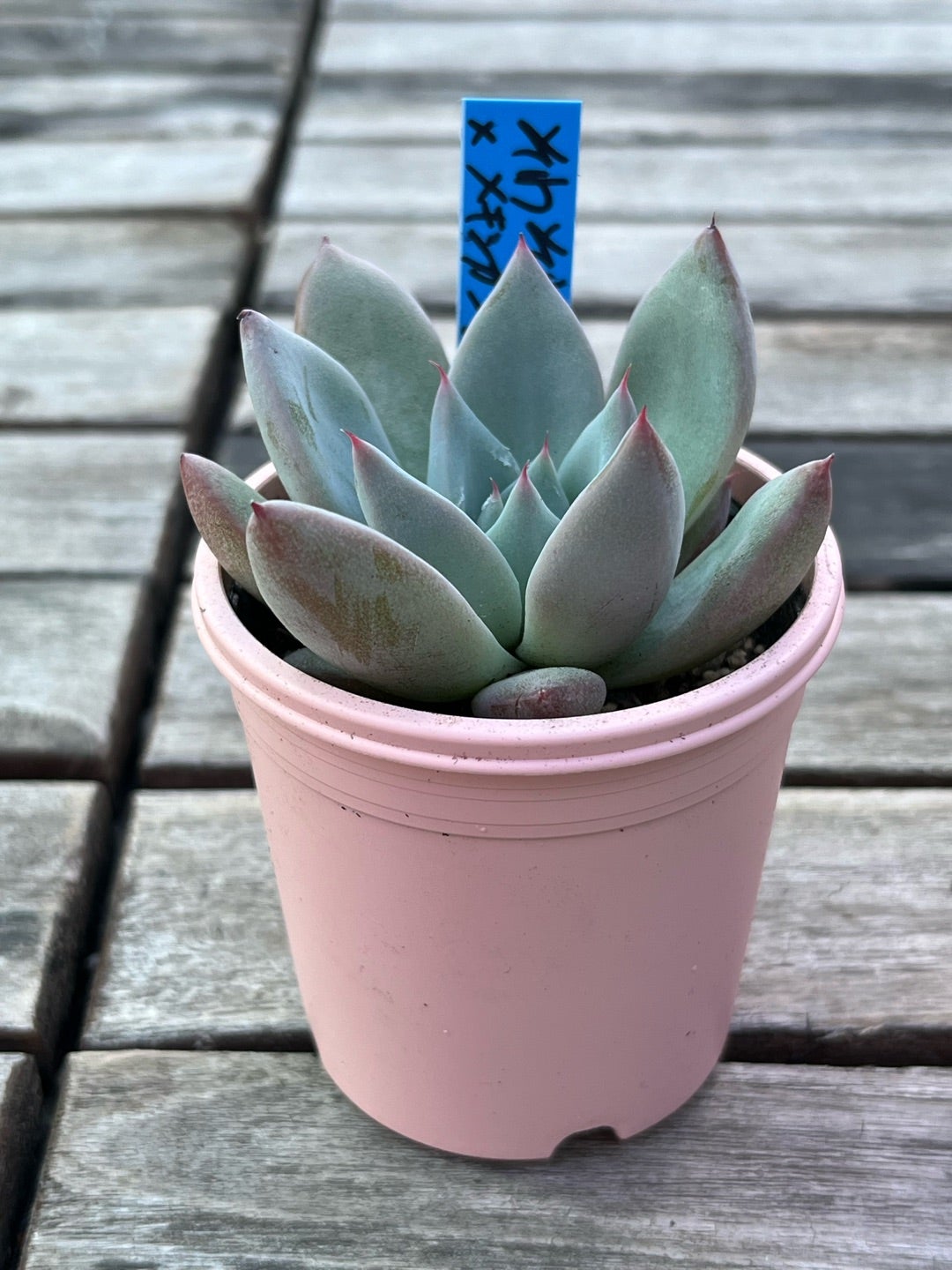 青札【そわそわ×メキシカンジャイアント】おらいさん苗 ミックスベリア