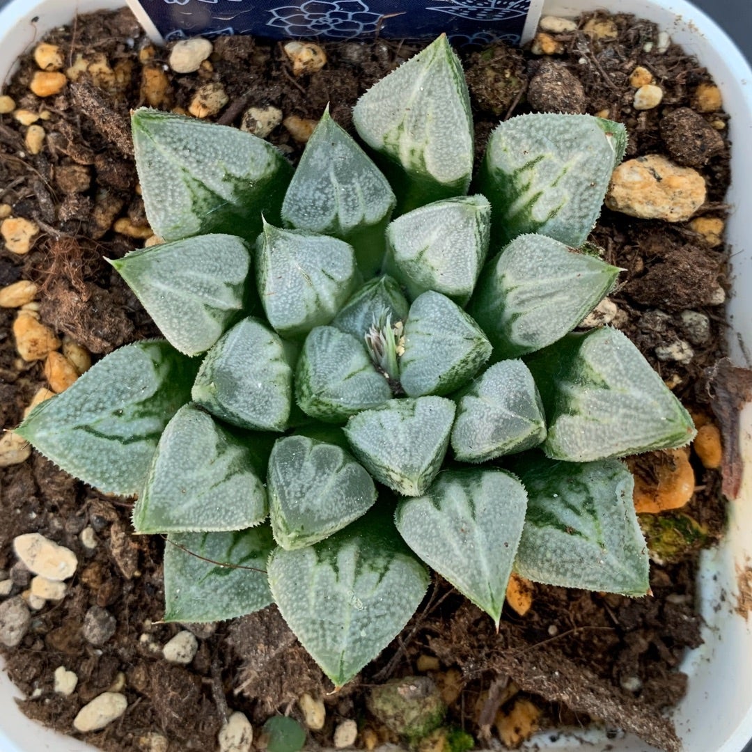 ラブハート | わたしのずかん ♫