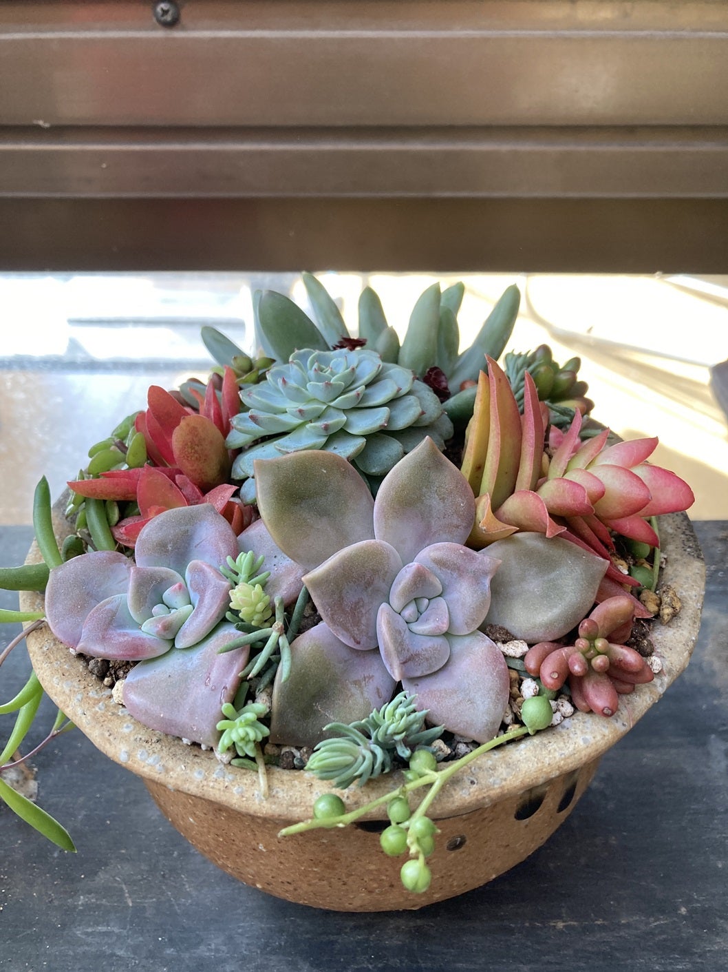 火祭り多肉丼＆多肉寄せ植え作り | junko-kamaのブログ