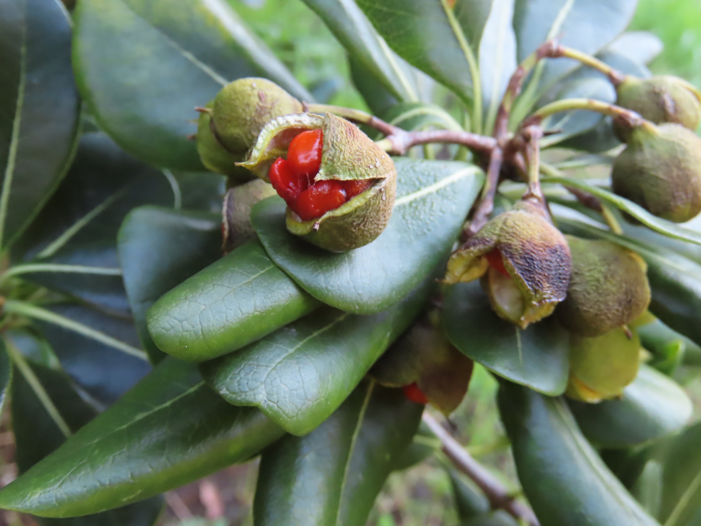 開園地 トベラ 赤い実ができた！これも初！ 枯れたキンモクセイも