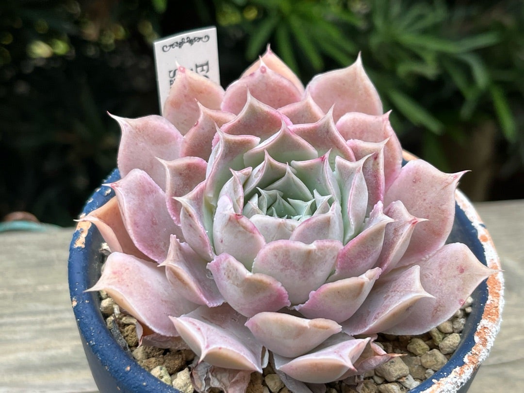 淡いピンクがいい感じ・・・ヒアリナサントドミンゴ。 | TJの多肉奮闘記