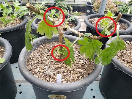 冬至芽の管理（part3） | tadasi331のブログ 岡ちゃんの菊の世界