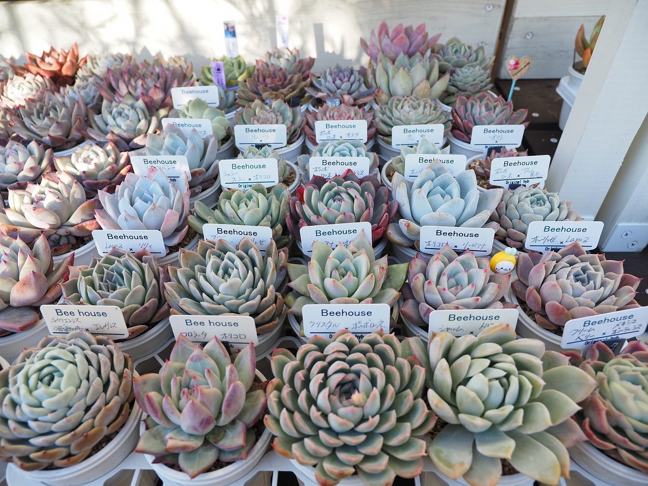 昨日は8の日！beehouse苗の現在 | ブログ版Olive&SucculentGarden