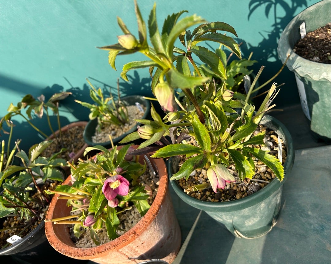 ブラックデスじゃない物まで捨てちゃったかも？クリスマスローズ | 銀