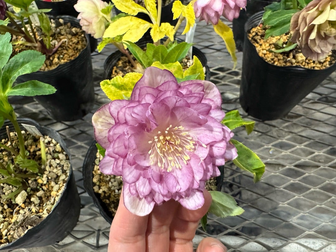 加藤農園さんへ♪＊世界展候補のクリロー達＊アンティークモーリーGET