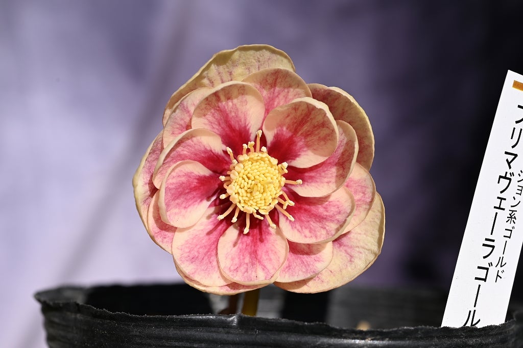 本日更新のクリスマスローズです。 | クリスマスローズ専門店きたむら