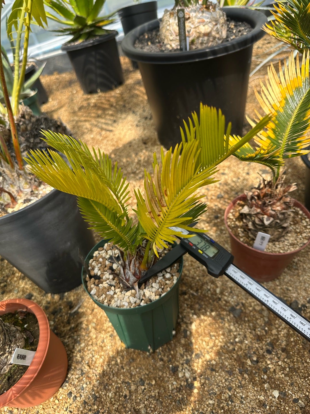 2025/4月 ソテツ 成長記録① サイカス レボルタ | つべるふブログ 多肉