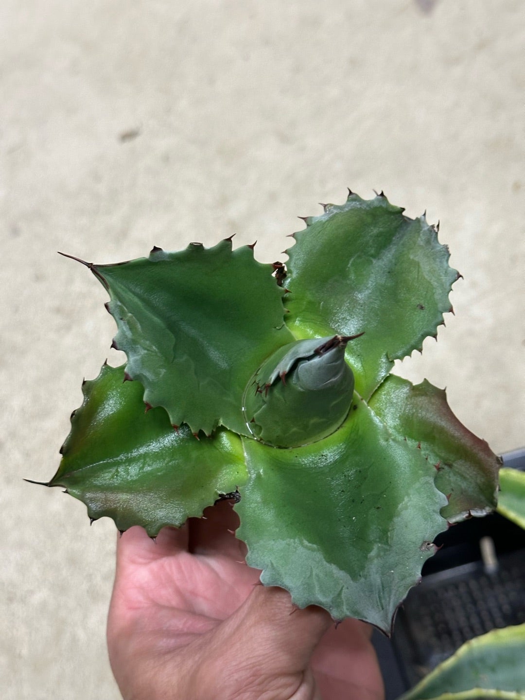 アガベ発根管理株 第二弾発根 | つべるふブログ 多肉生活 2021〜