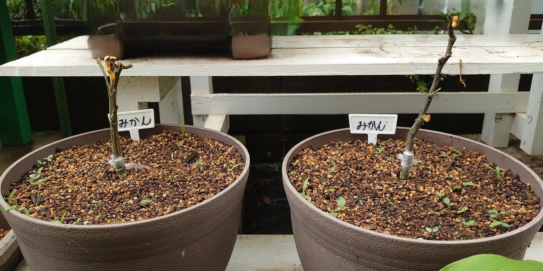 ガーデニング 329 【みかんの接ぎ木】 | お父さんの工作室