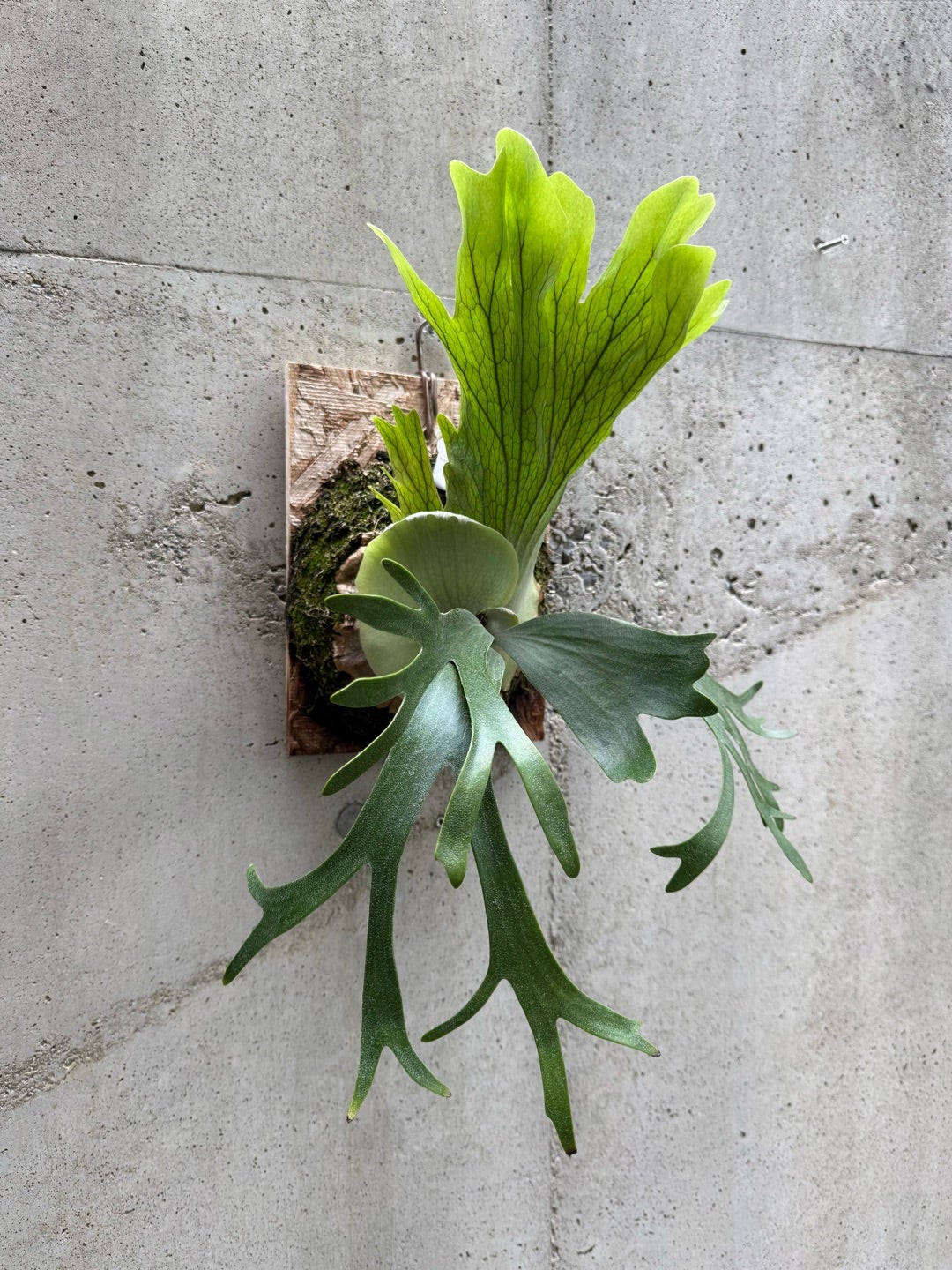 その後のビカクシダ ムタシ ① | calmplantsのビカクシダブログ