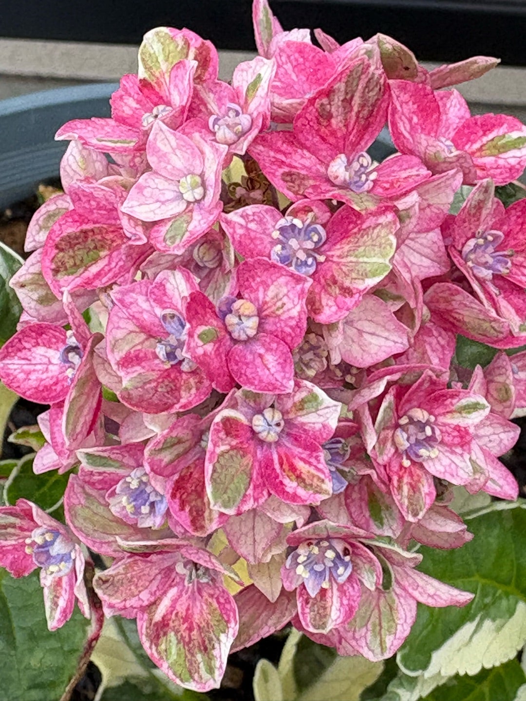 紫陽花 | momochanガーデン