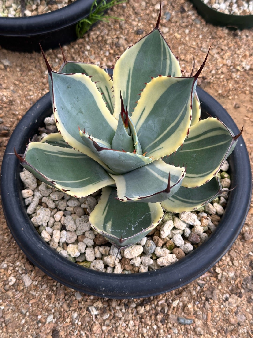 パリー トランカータ 色々 | つべるふブログ 多肉生活 2021〜