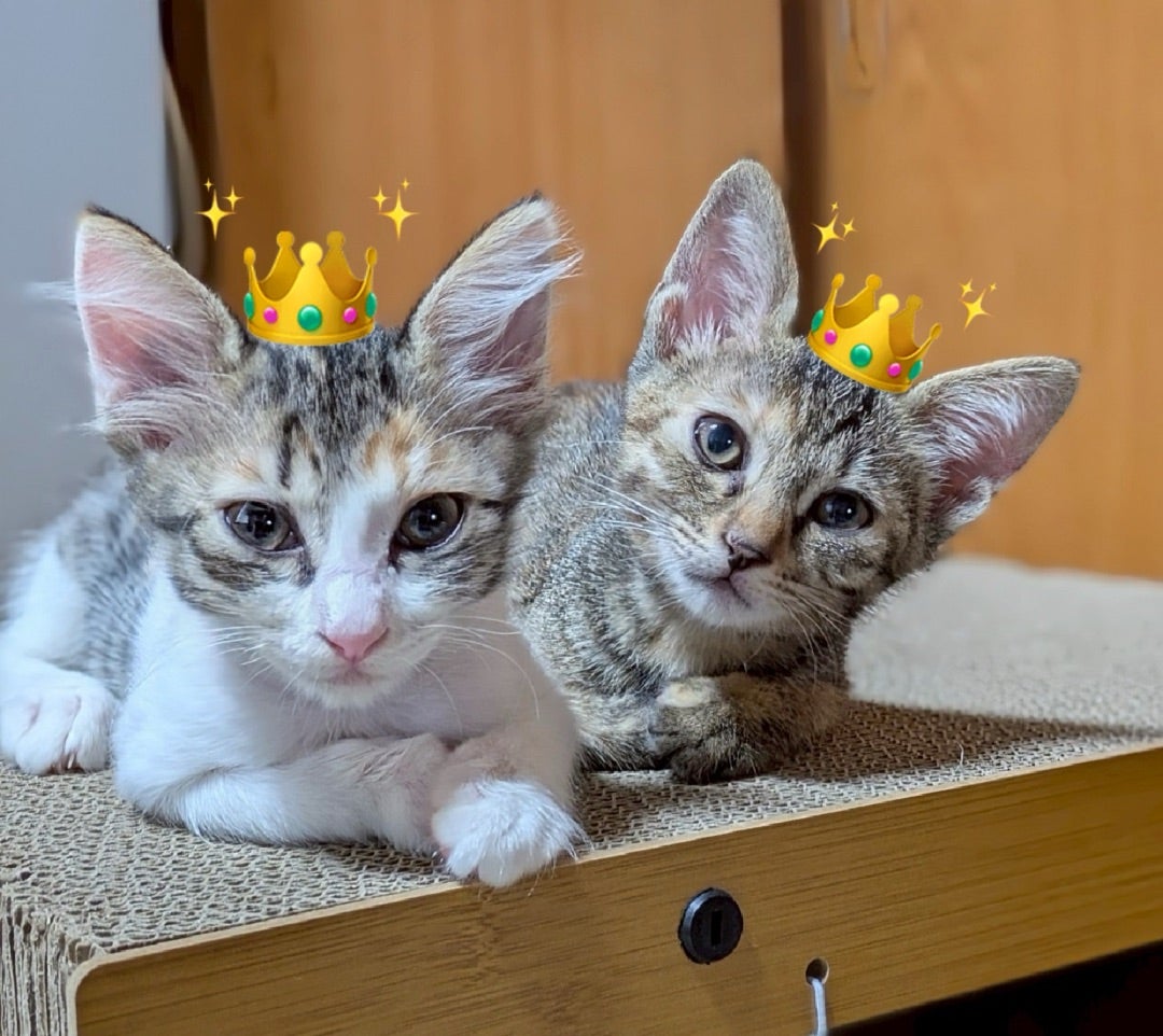 結果報告】第18回にゃんたフェKOBE保護猫譲渡会＠猫の屋おでん | 猫の