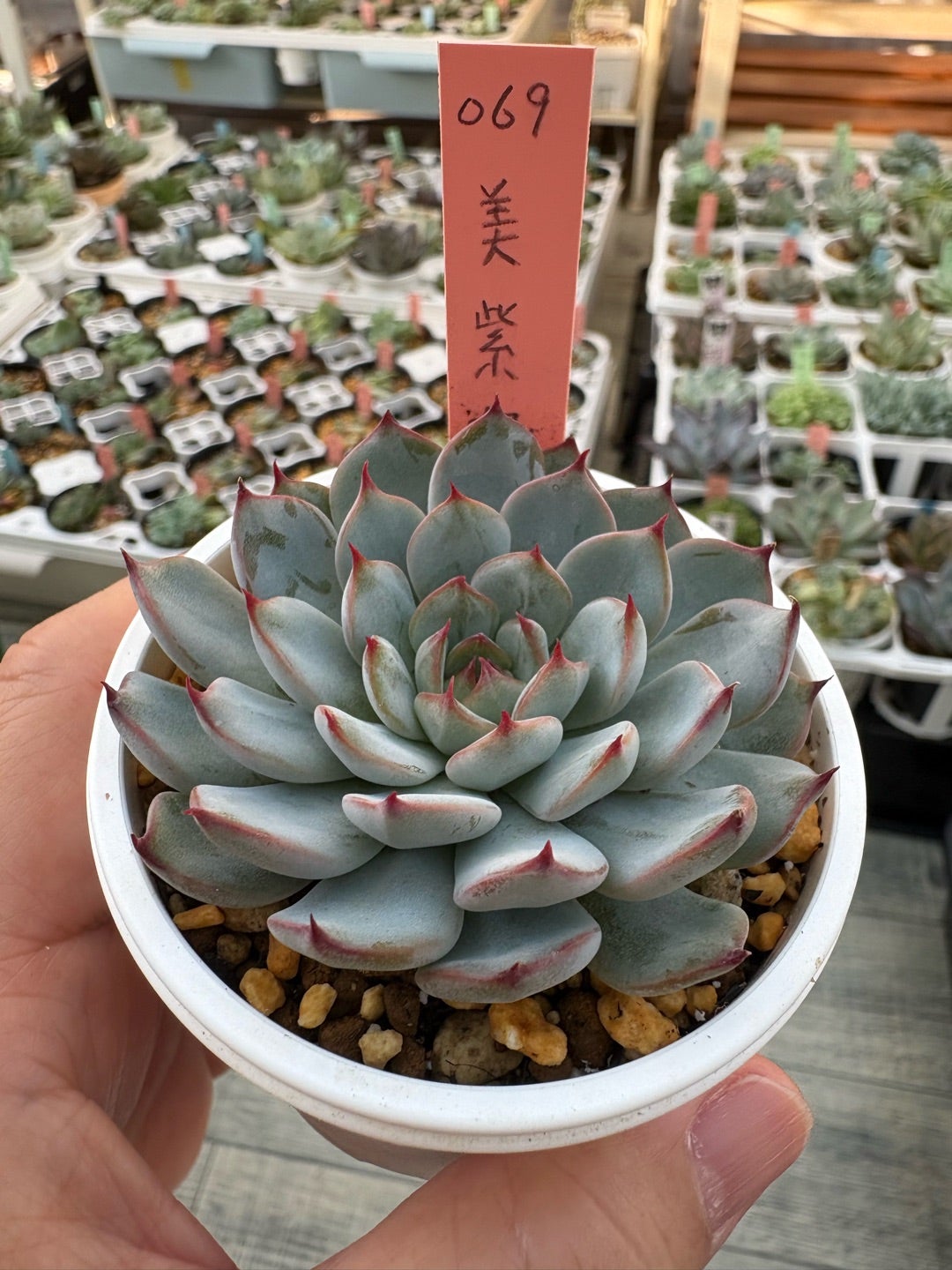 美紫妃 （うつくしき）日記 | がえの多肉ごとのブログ