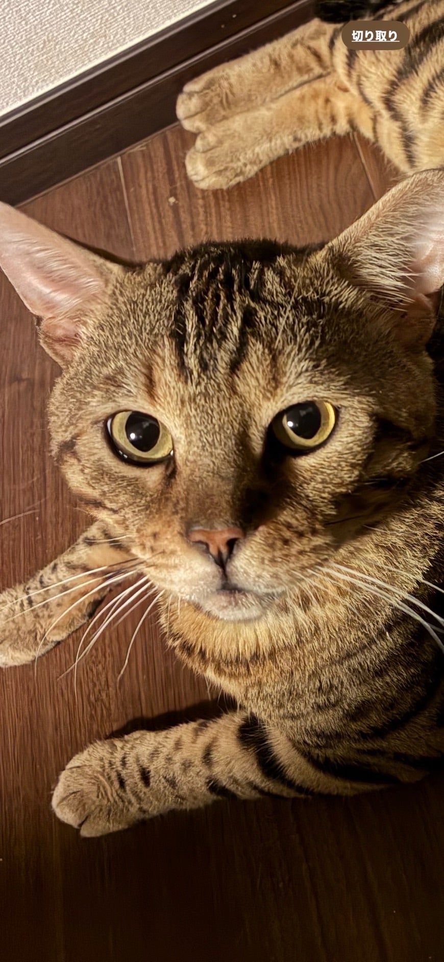 8/24（日）保護猫譲渡会 参加猫紹介7回 | NPO法人 平塚のら猫を減らす会